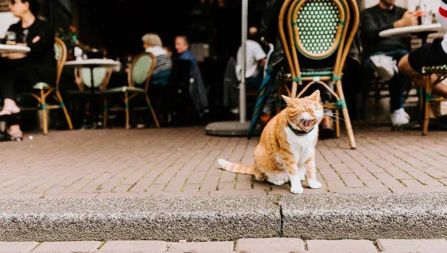 Proeflokaal van Wees café-restaurant cat on the terrace