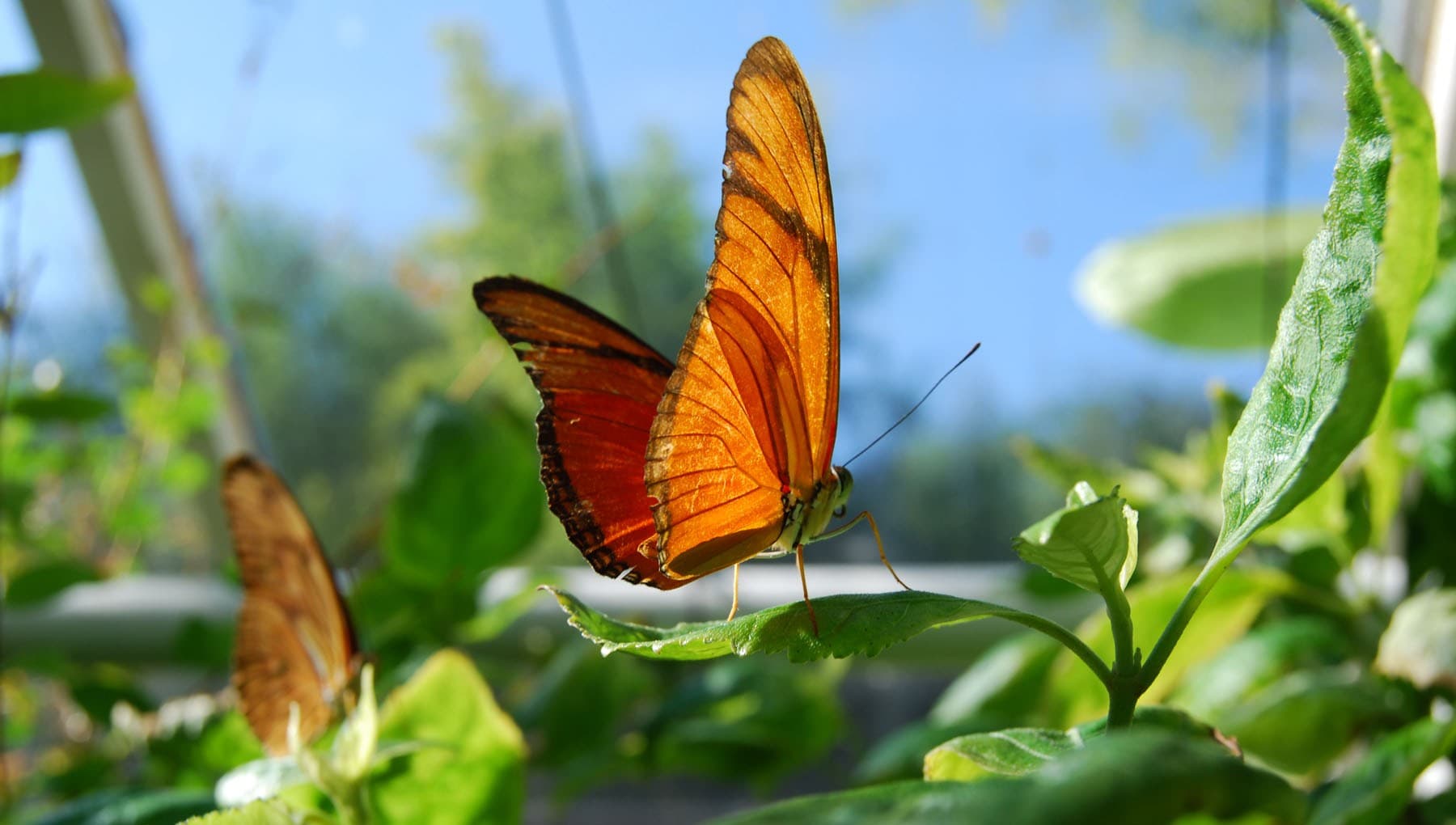 Hortus Botanicus Amsterdam (Botanical Garden)