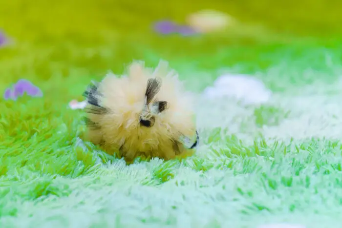 BumbleBee Kindervoorstelling Weide