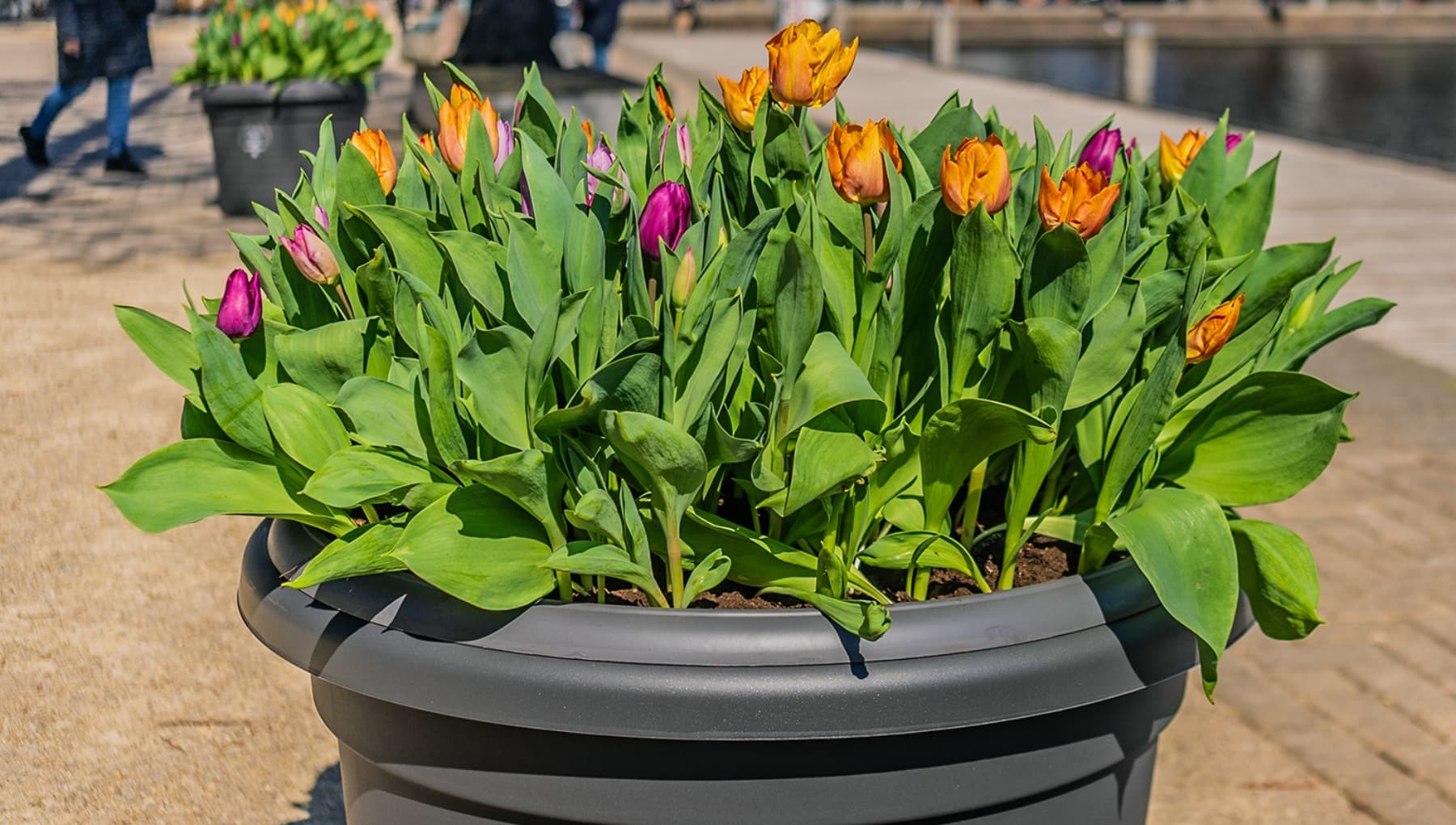 AMSTERDAM S CULTURAL AGENDA visual data 4