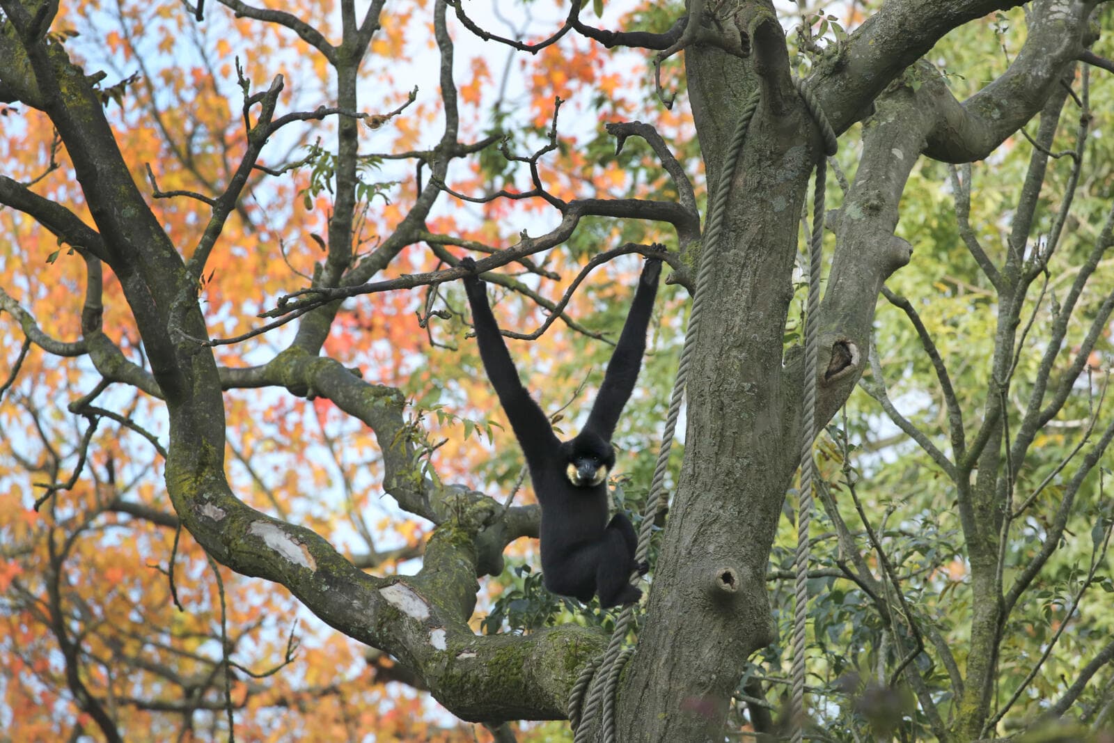 Goudwanggibbon