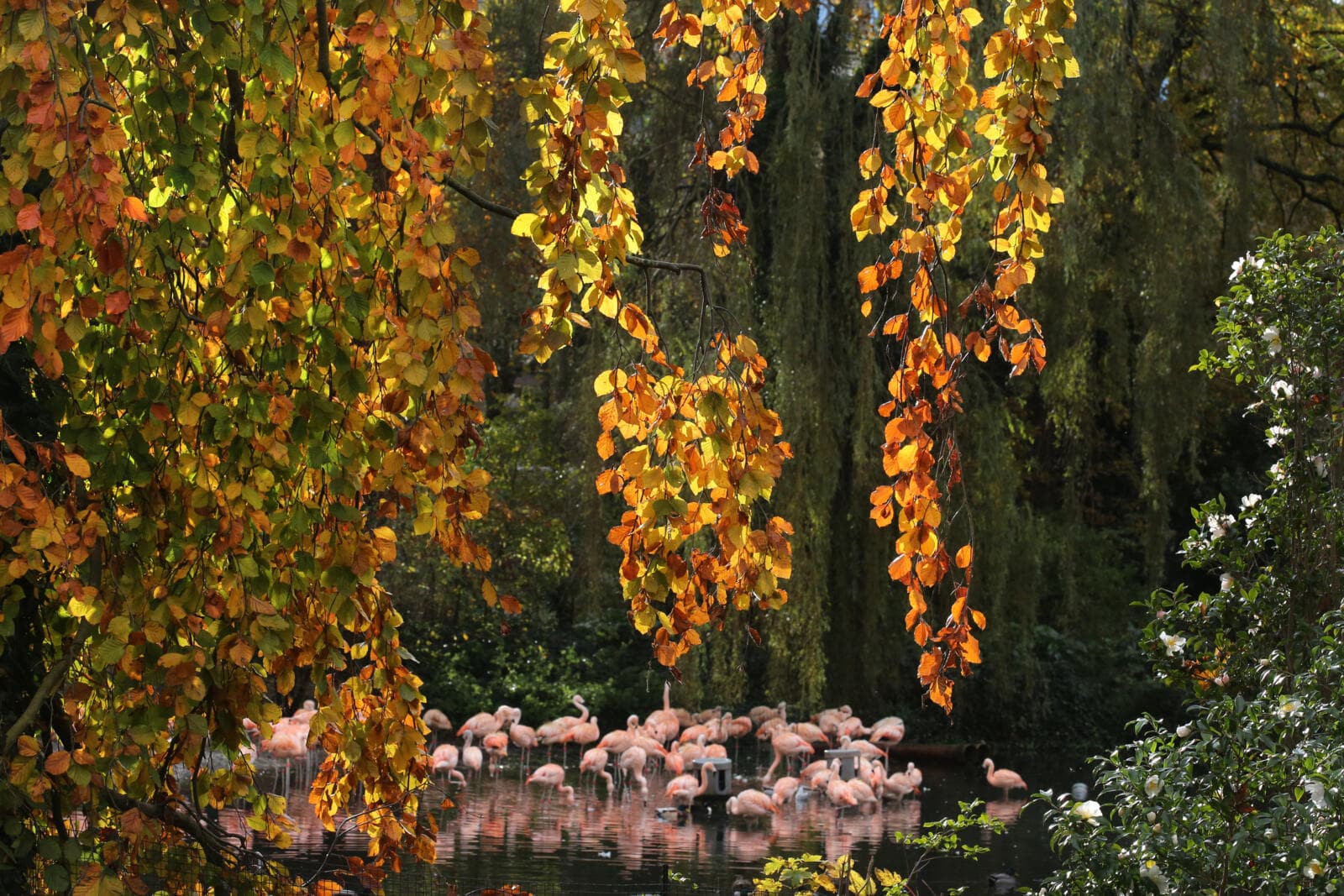 Chileense flamingo's