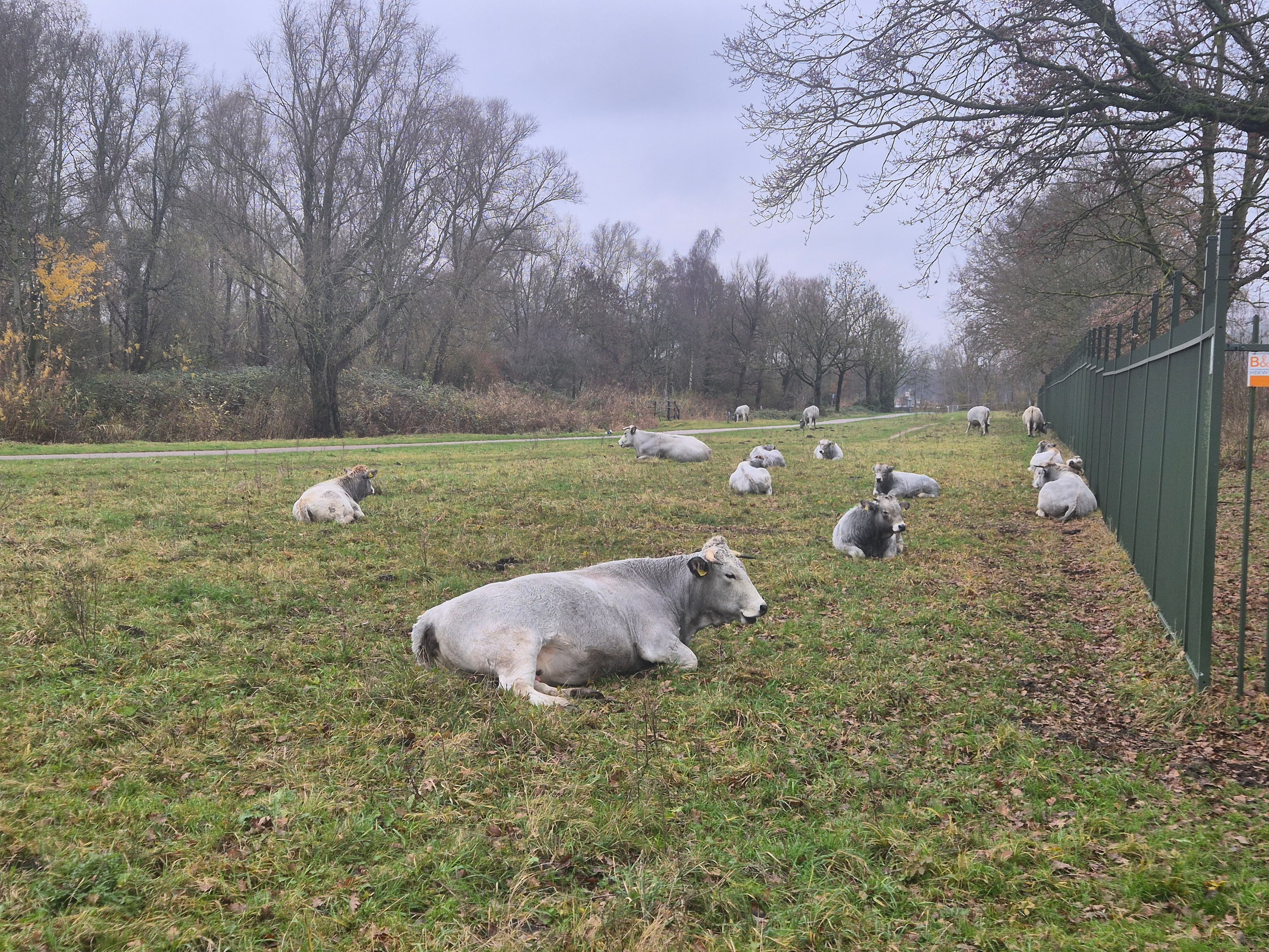Gasconnen-runderen in de Gaasperzoom