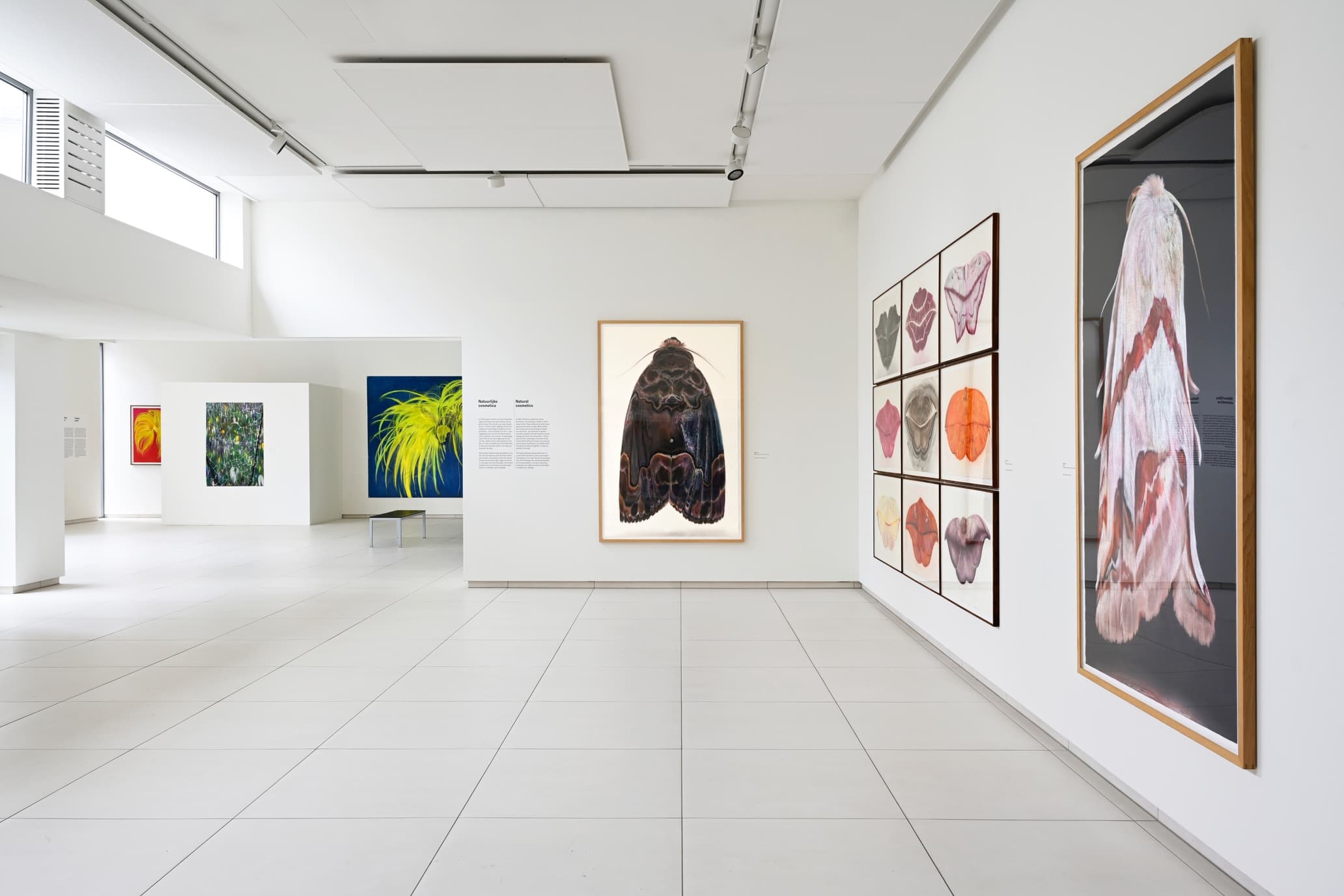 Tentoonstelling Roos Holleman – Het oog streelt