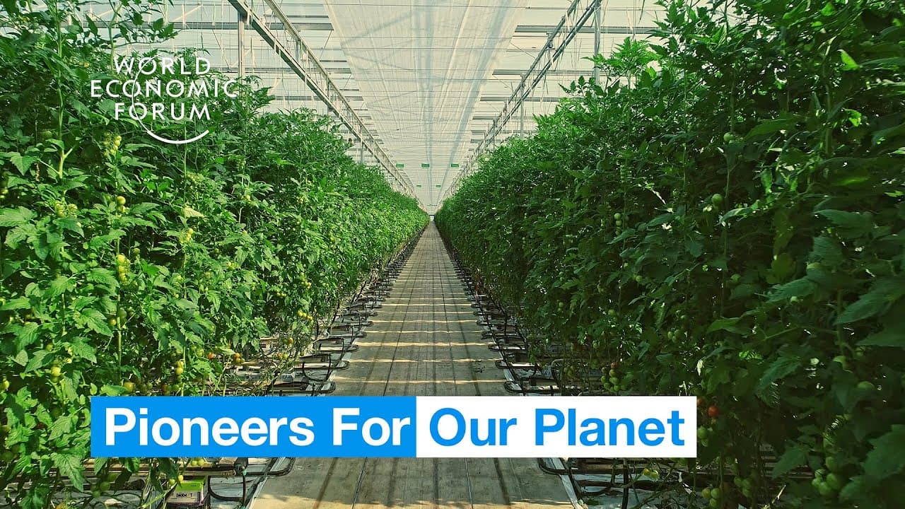 Farmers in the Netherlands are growing more food using less resources | Pioneers for Our Planet - Video thumbnail