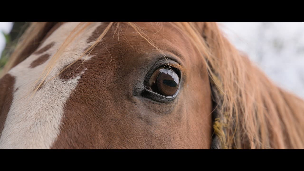 No title - Video thumbnail