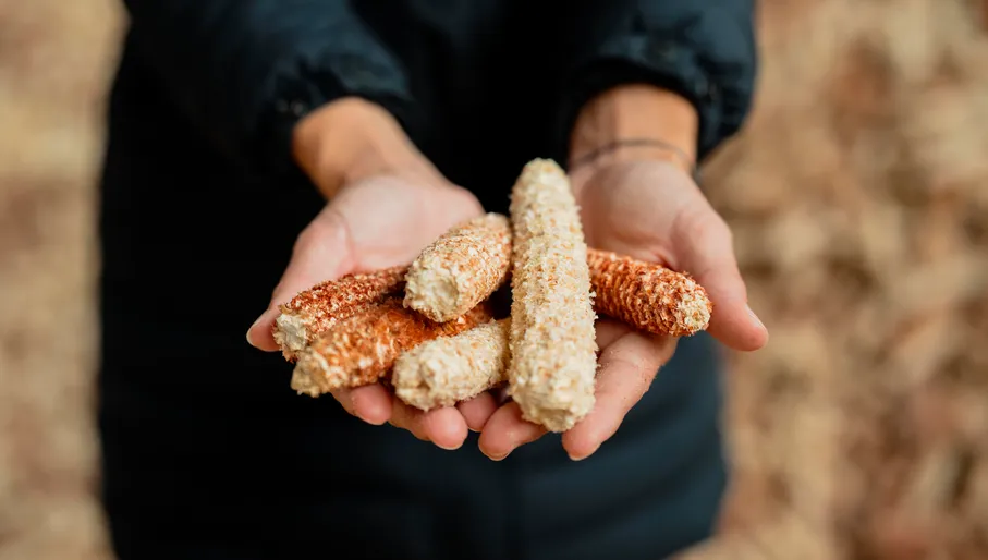 Closeup of person's hands, holding corn cobs, used to create circular building materials