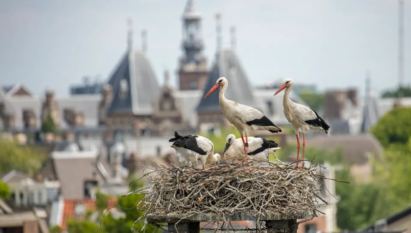 The Netherlands, Amsterdam, Plantage Muidergracht. Storks on nest.