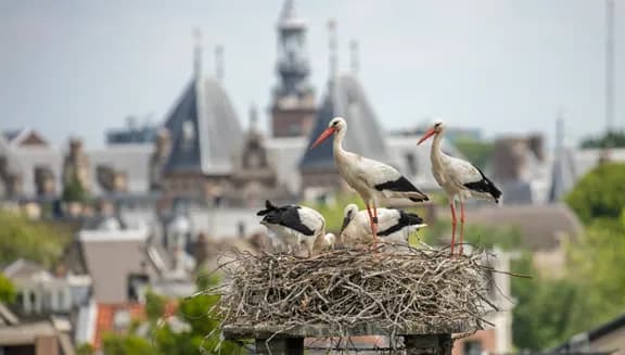 The Netherlands, Amsterdam, Plantage Muidergracht. Storks on nest.