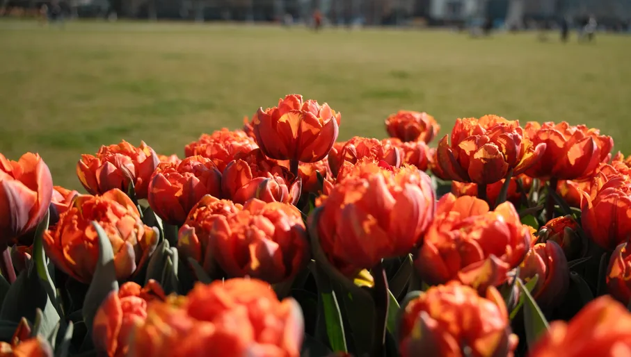 Tulip Festival at Museumplein