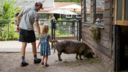Kinderboerderij De Pijp father and kid standing with a pig