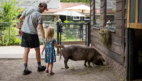 Kinderboerderij De Pijp father and kid standing with a pig
