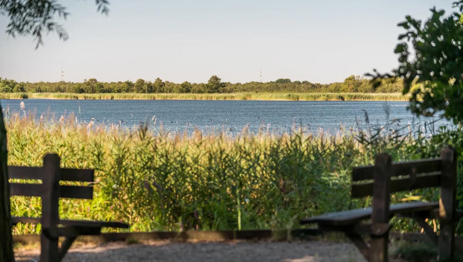 Het Naardermeer is a green oasis with clear water, dense swamp and marshy meadows.