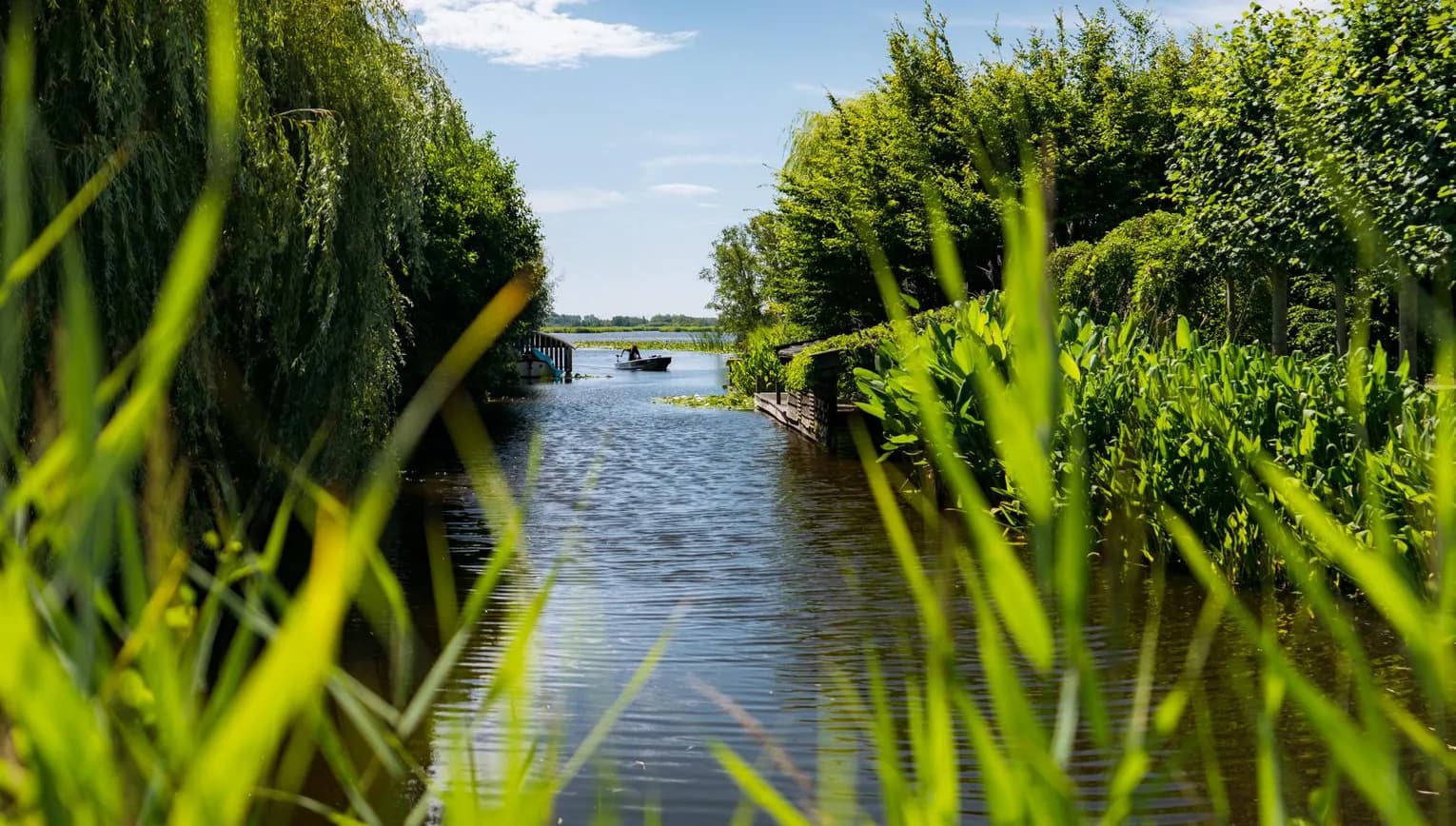 Water, trees and plants in het Groene Hart.