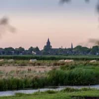 Cows graze in the meadow of Broek in Waterland.
