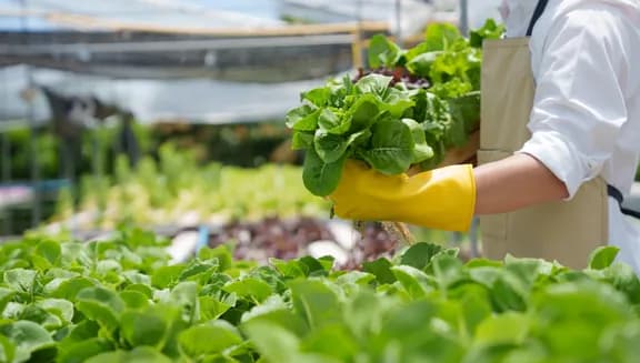 Fresh vegetable hydroponic system.
Organic vegetables salad growing garden hydroponic farm Freshly harvested lettuce organic for health food Earths day concept