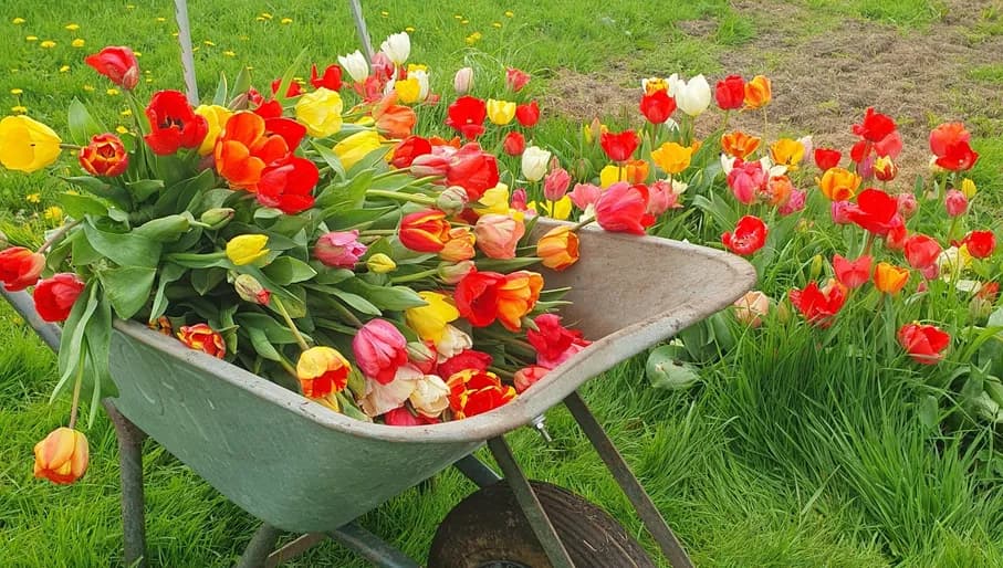 Pluktuin Amstelveen wheelbarrow with tulips