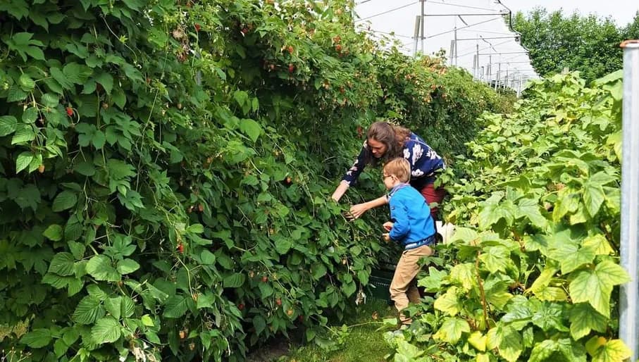  Zelfpluktuin Van Reeuwijk Fruit & Flowers