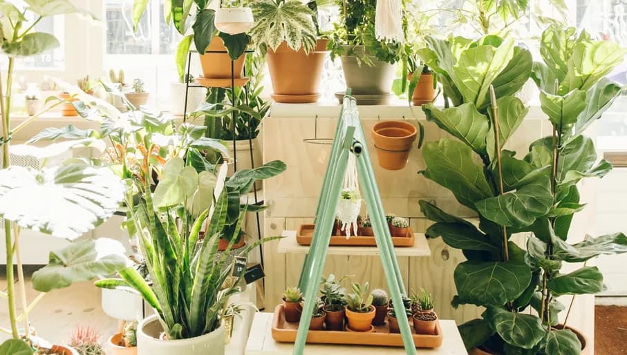Wildernis plantshop interior