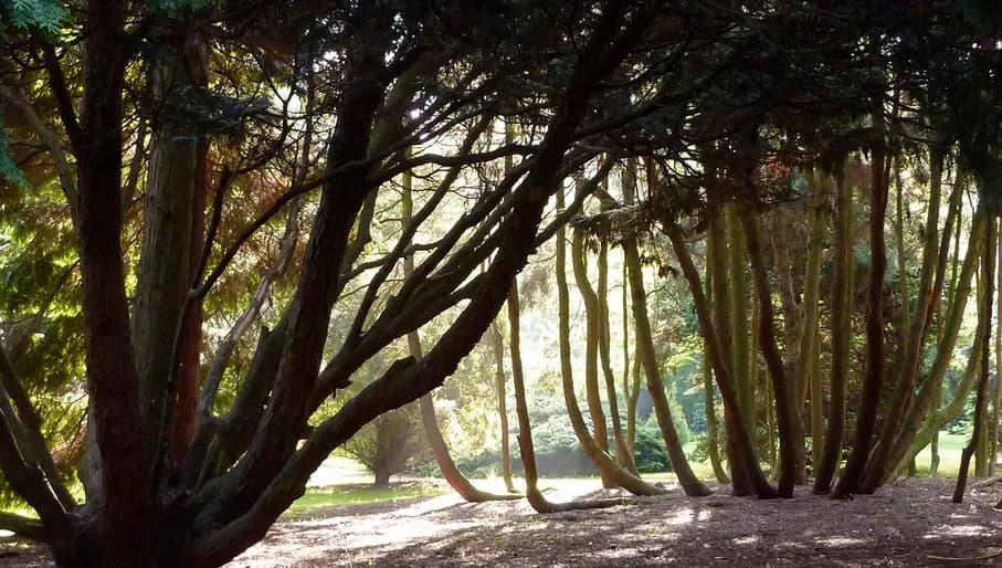 Pinetum Blijdenstein trees