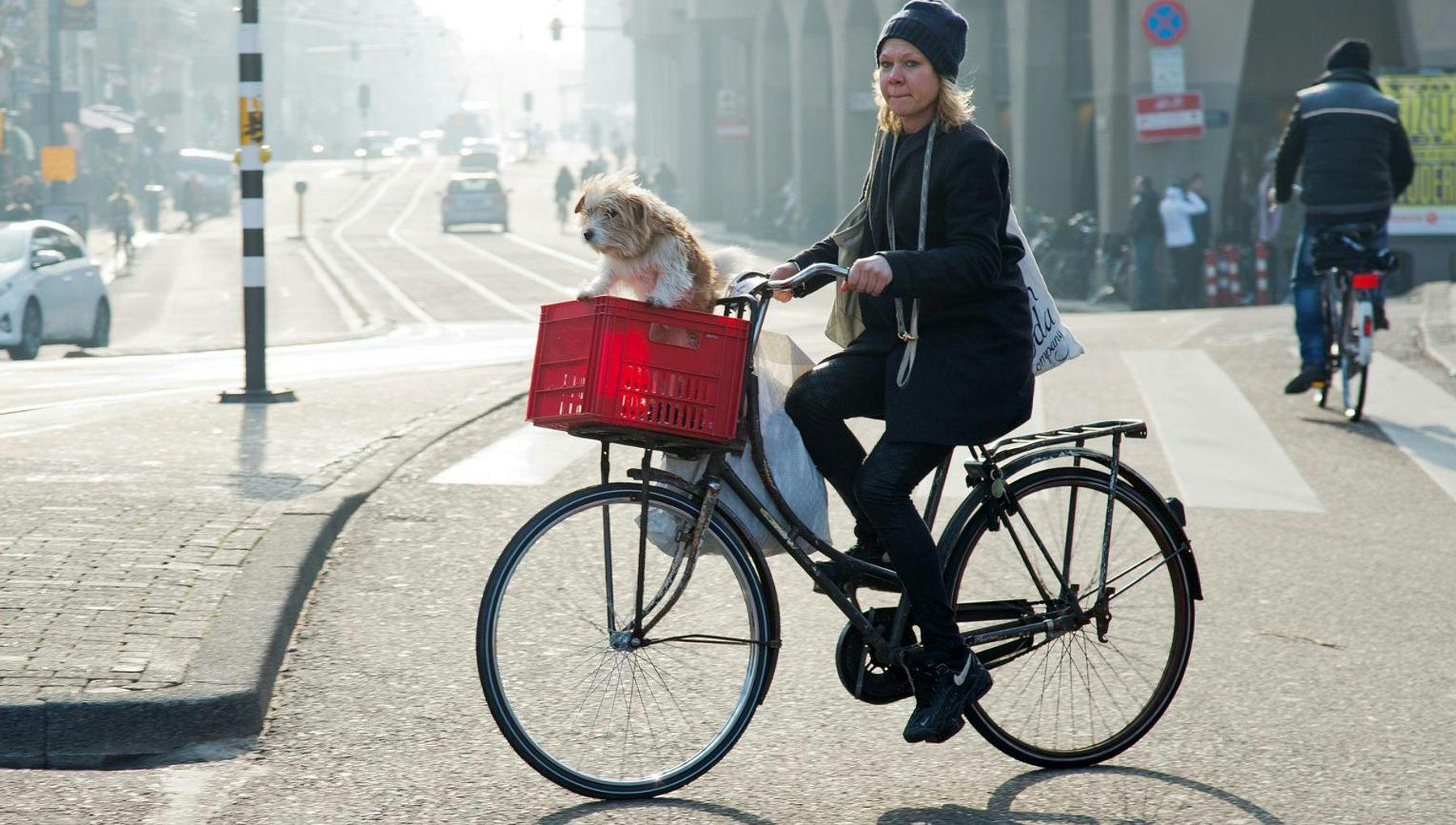 Cyclist at Muntplein with dog in basket