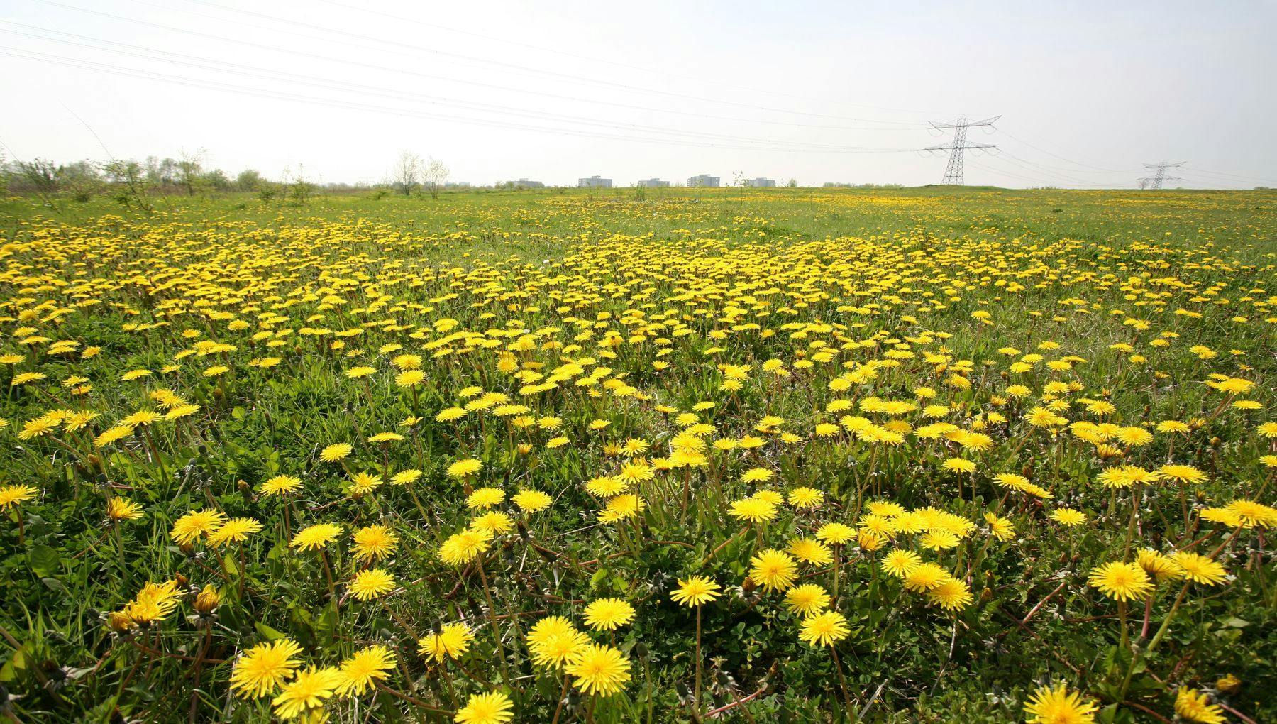 A field of dandelions in Diemerpark