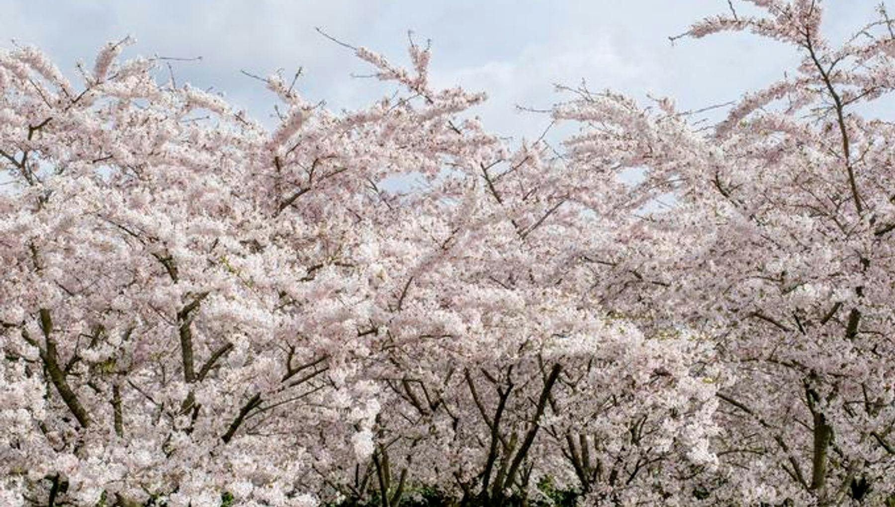 There are 400 cherry trees in the Blossom Park in the Amsterdamse Bos.