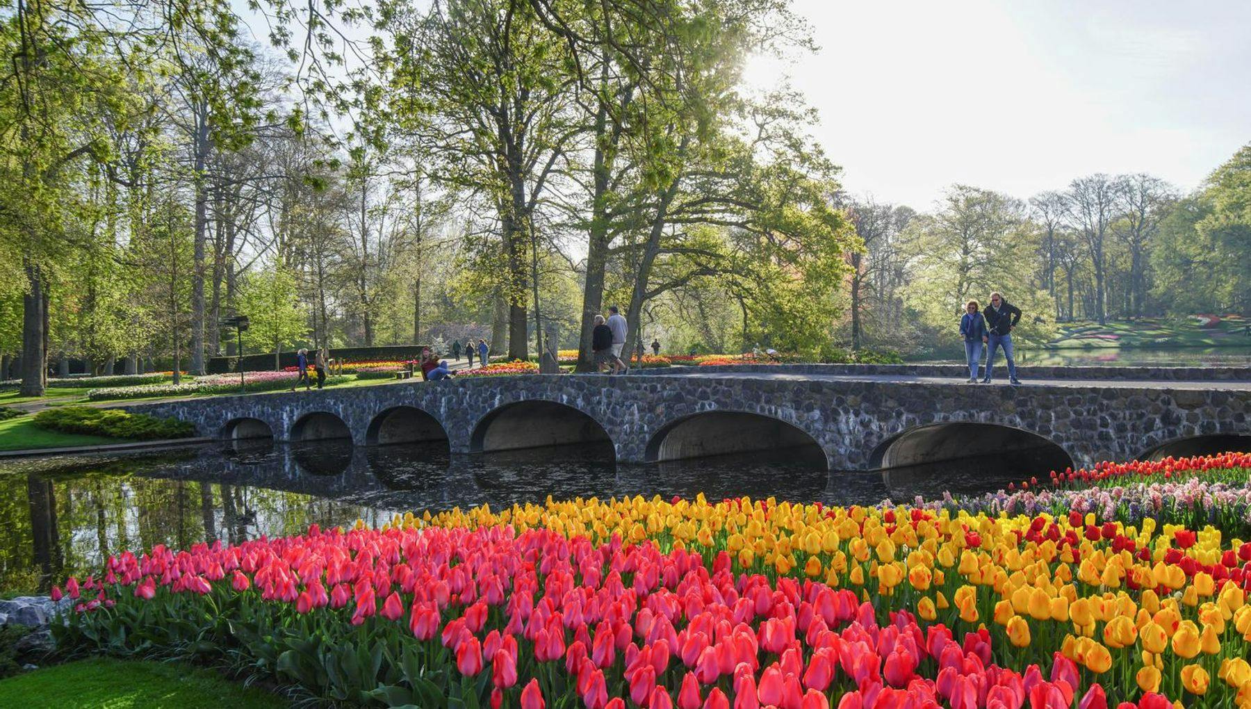 Bridge across water with tulips in Keukenhof gardens 2022