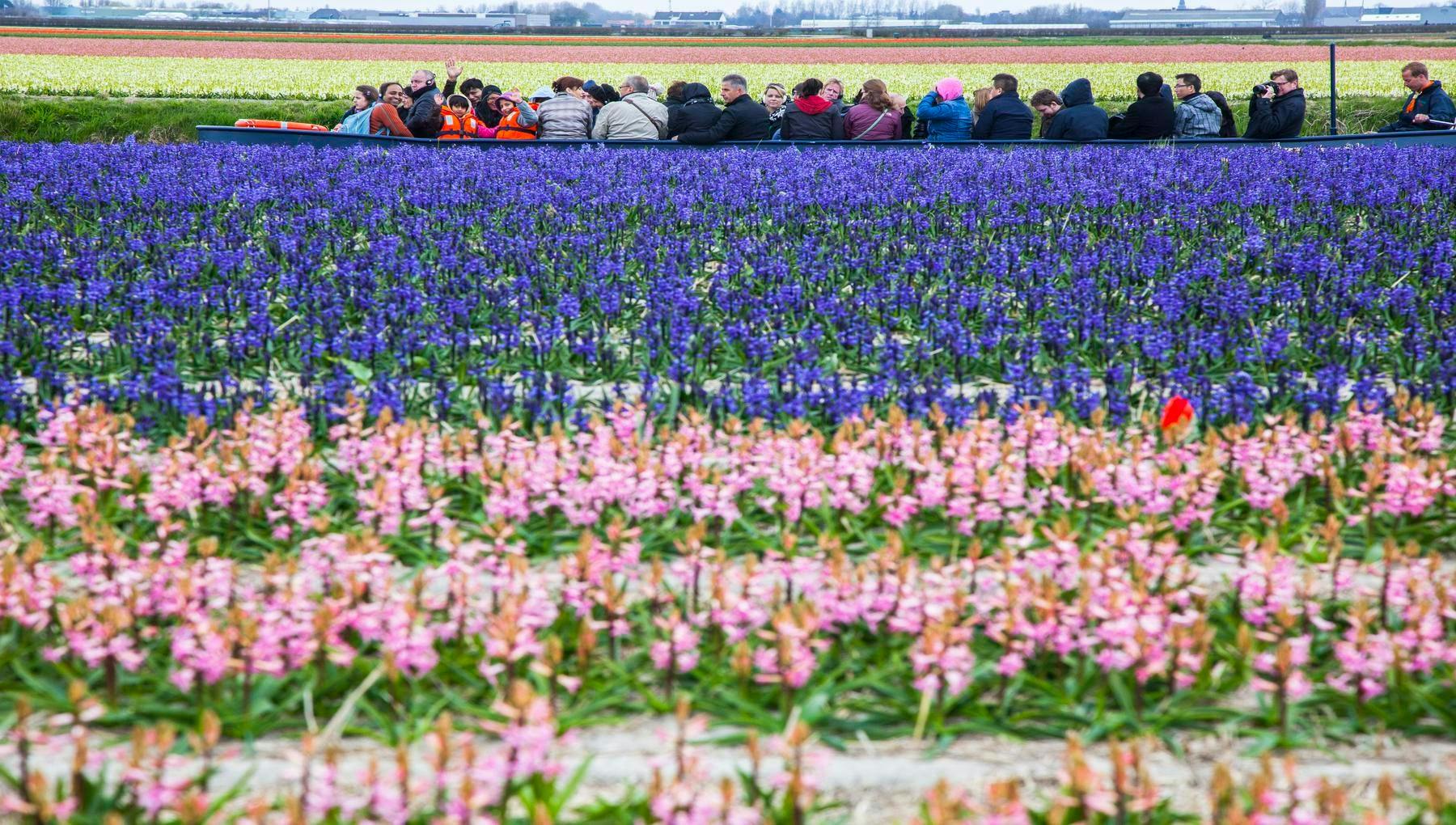 Keukenhof - which is both a tourist attraction and a showcase for the Dutch flower-growing industry - displays millions of blooms every spring.