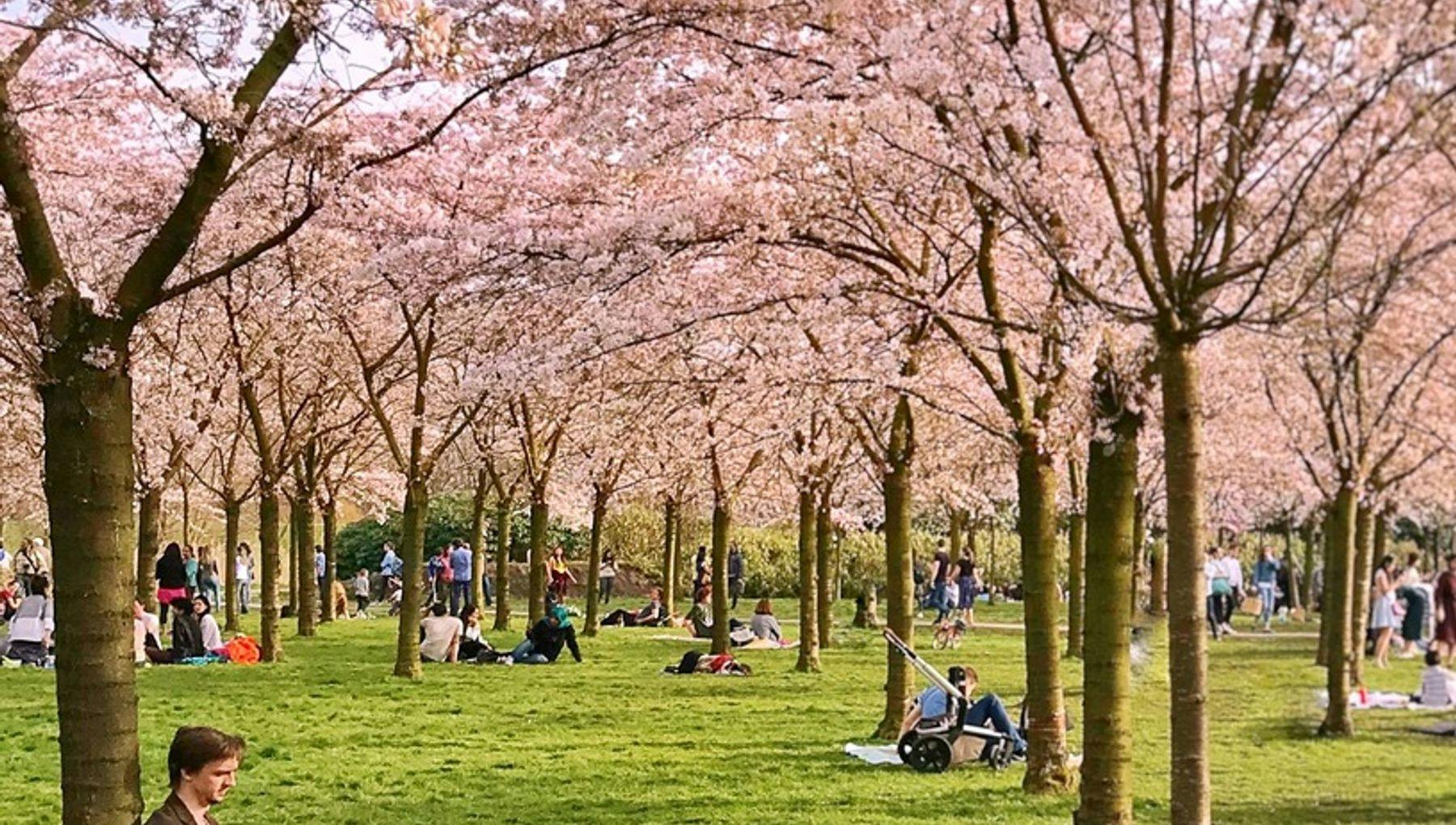 People sitting in The blossoming garden Kersen bos