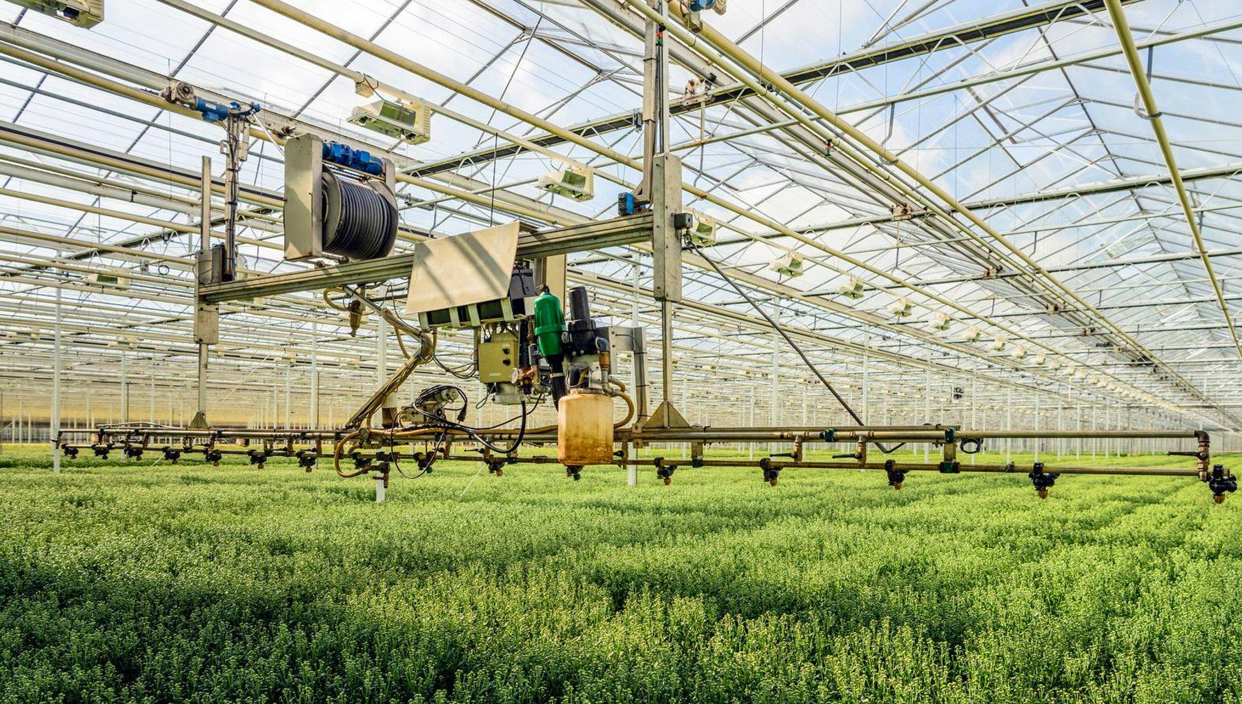 Semi-automatic spraying robot in a Dutch greenhouse specialized in the cultivation of chrysanthemum cut flowers.