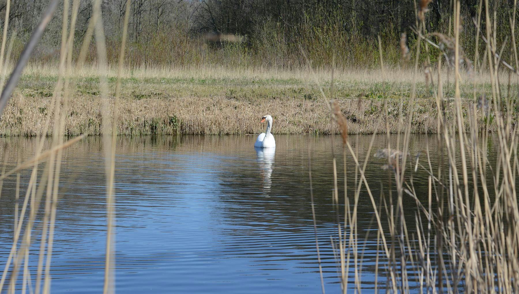 A swan in water at the Amsterdamse Bos, Amstelveen