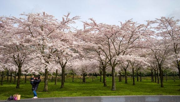 There are 400 cherry trees in the Blossom Park in the Amsterdamse Bos.