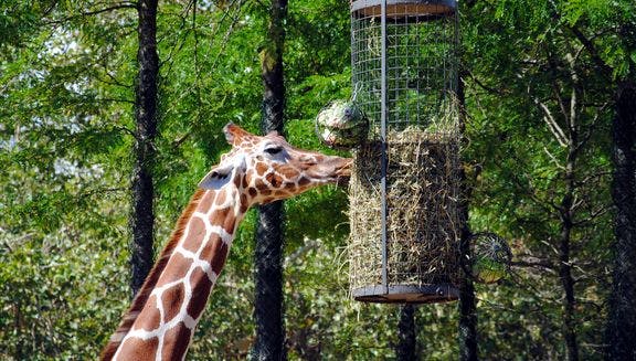 Giraffe eating hay in Artis Zoo.