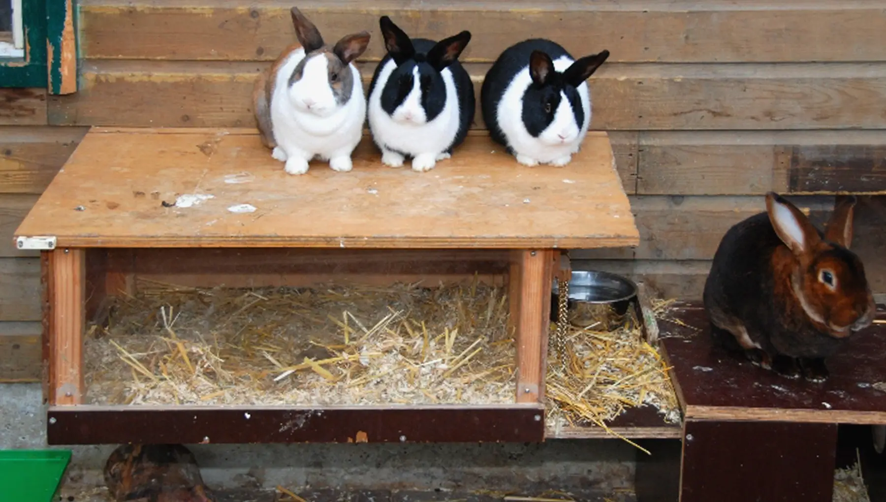 Kinderboerderij De Pijp