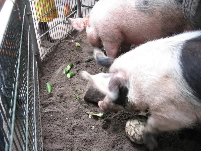Kinderboerderij De Pijp