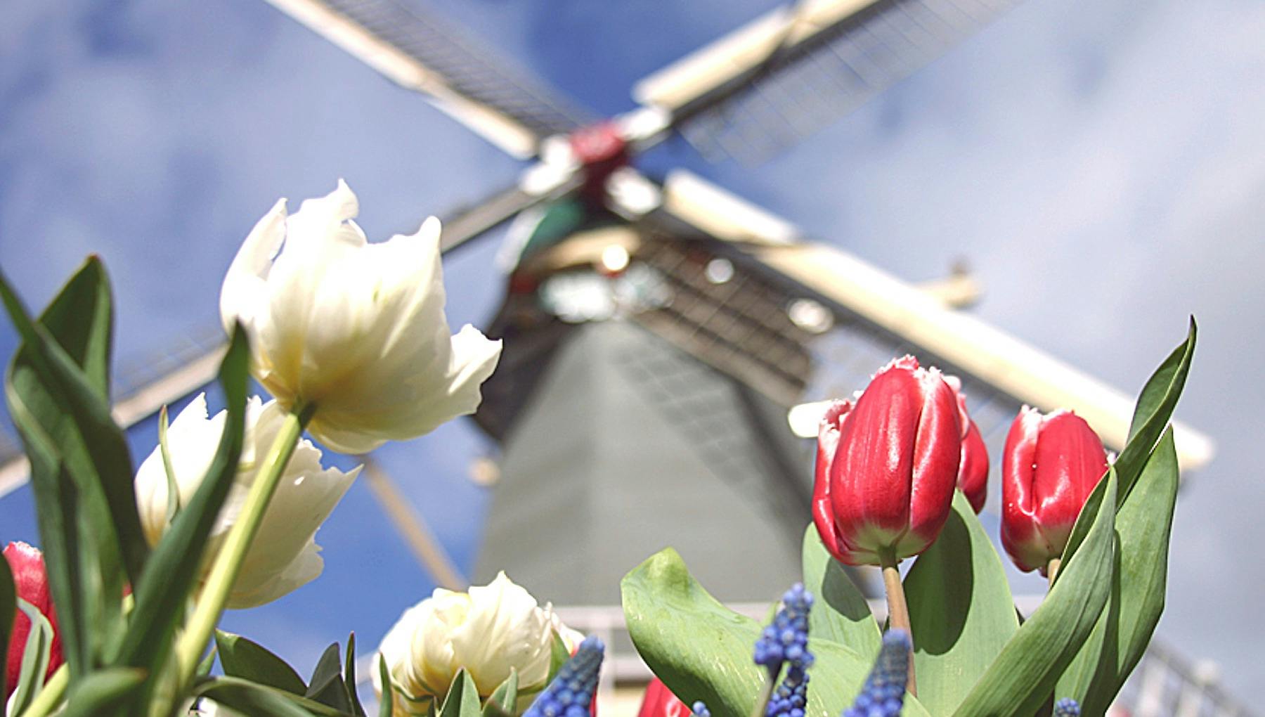 Holland Private Tour | Day Tours from Amsterdam