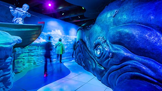 Verhaal van de Walvis