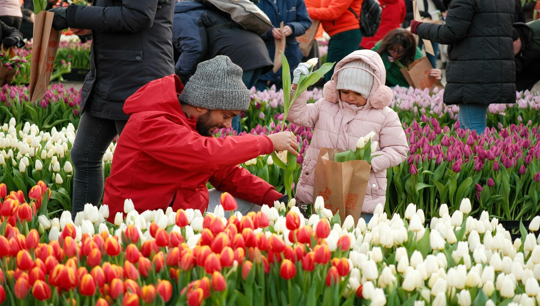 National Tulip Day