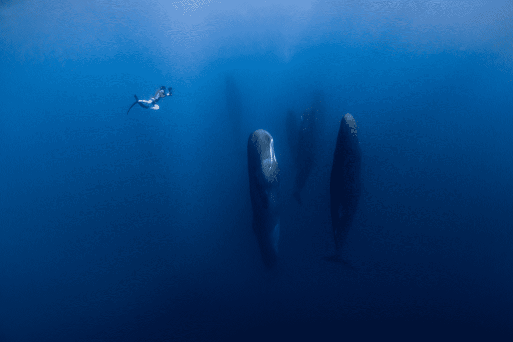 De Balie Kijkt: Patrick and the Whale