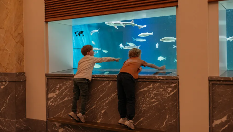 Children looking at aquarium Atlantic Ocean. © ARTIS