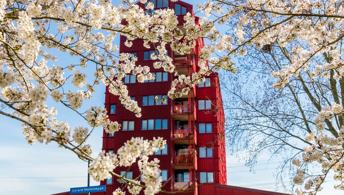 The beginning of spring is the perfect time to discover the unique and colourful architecture of the Rainbow Quarter (Regenboogbuurt), the many cherry blossoms will bloom.