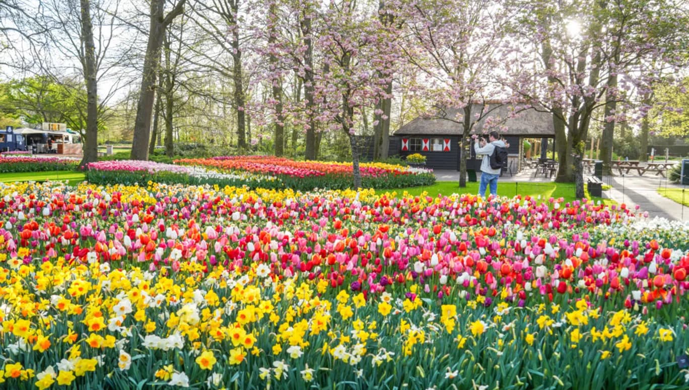 Man taking photo at Keukenhof Gardens 2024.