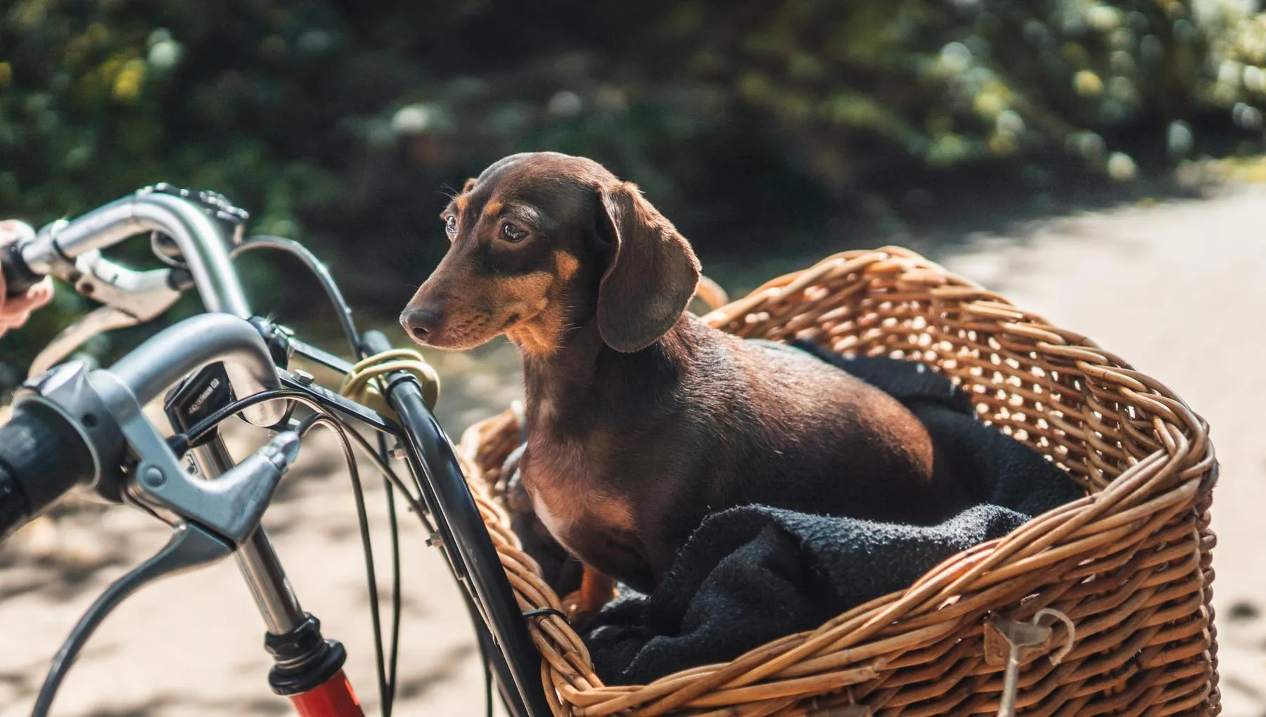 Pictures from Pim the dog for the iamsterdam.com blog. Pim in basket on bike. With dog owner Ulrike Ziegler.