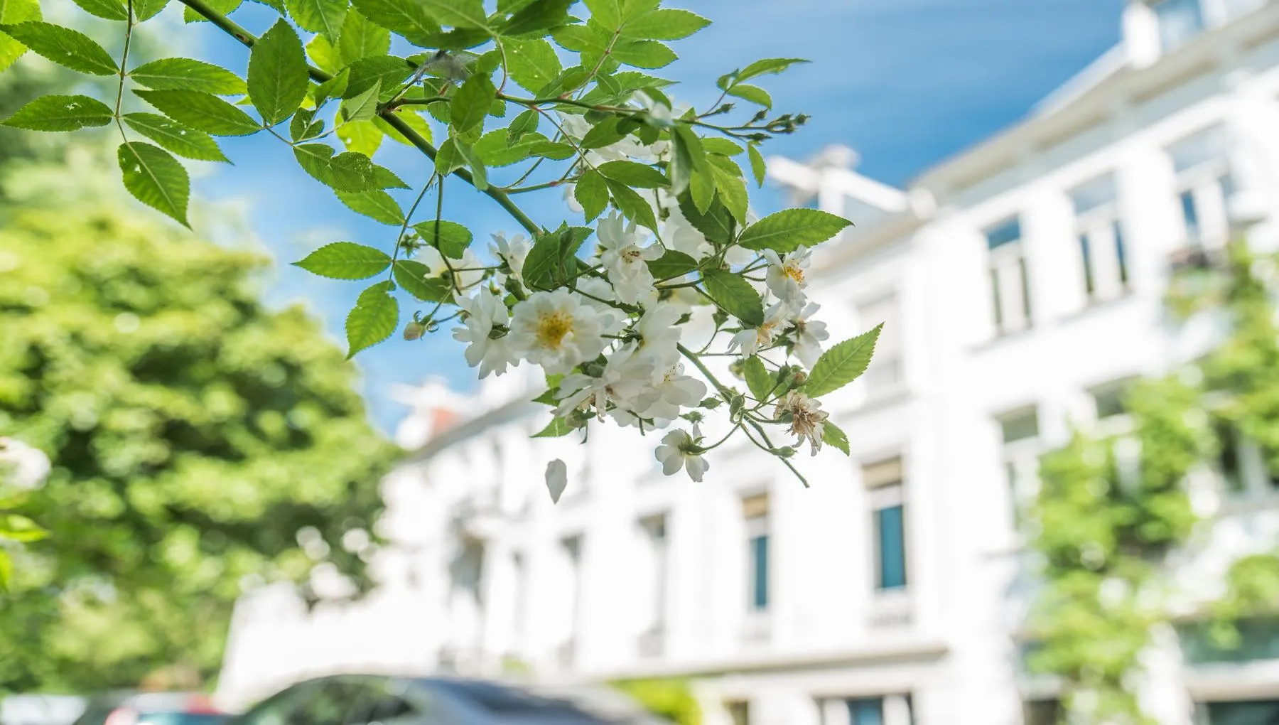 Plantage Muidergracht Blossom