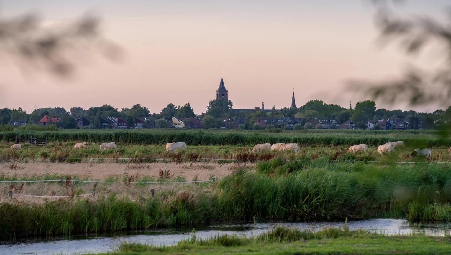 Cows graze in the meadow of Broek in Waterland.