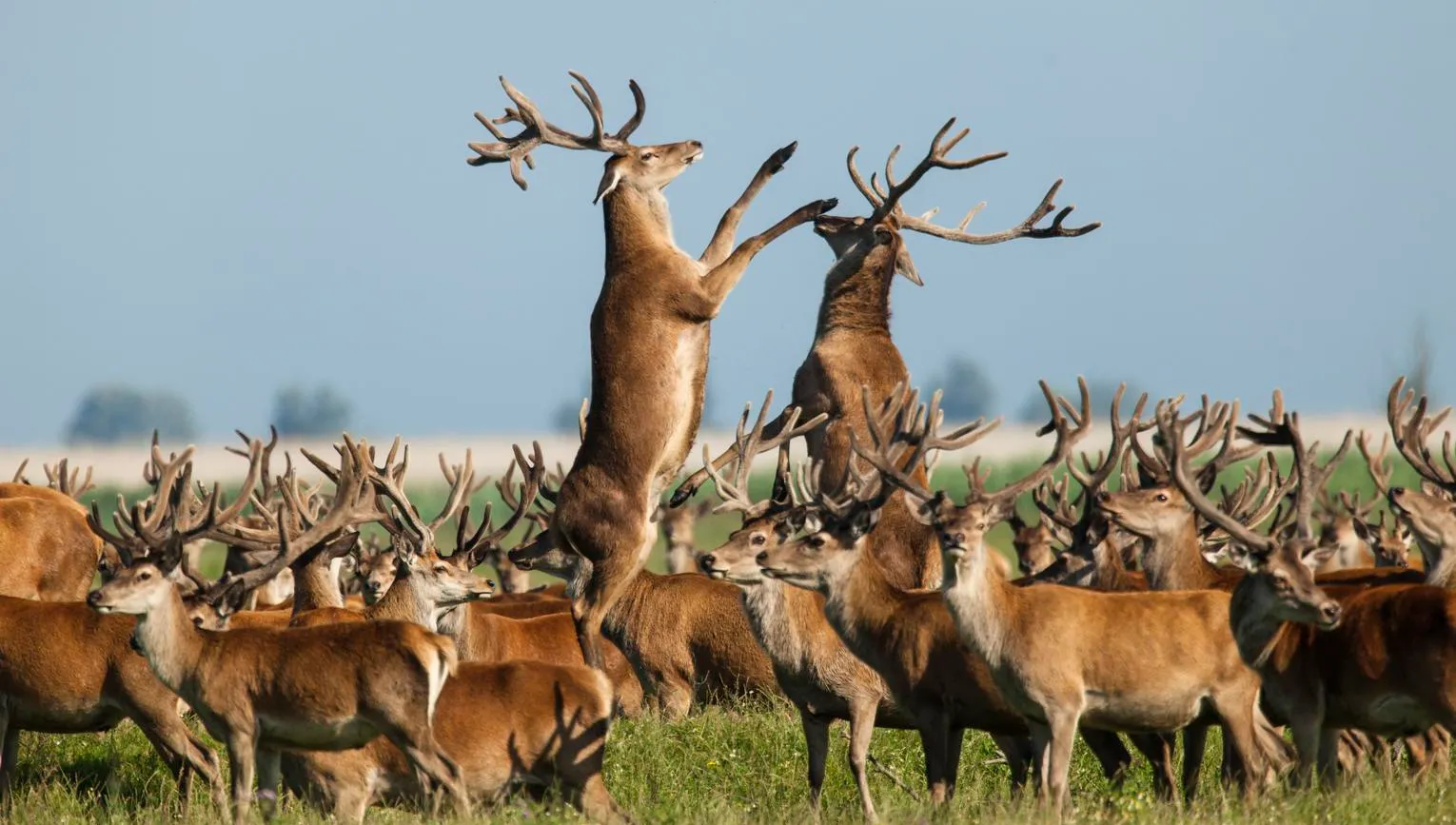 Oostvaardersplassen Fighting Stags National Park Nieuw Land
