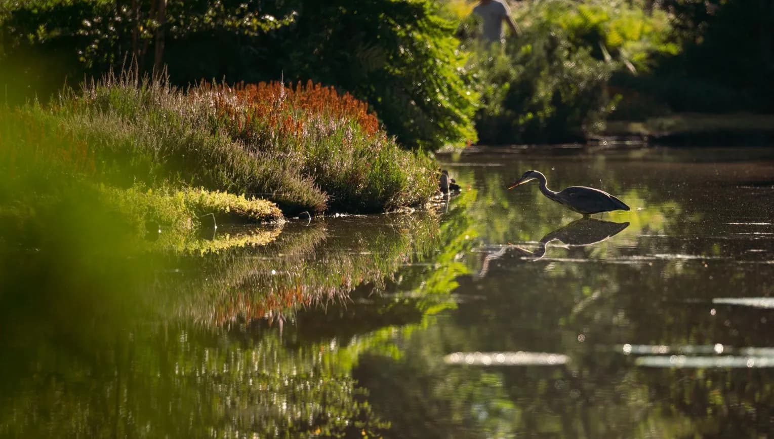 Birds in the water in Heempark of Amstelveen.