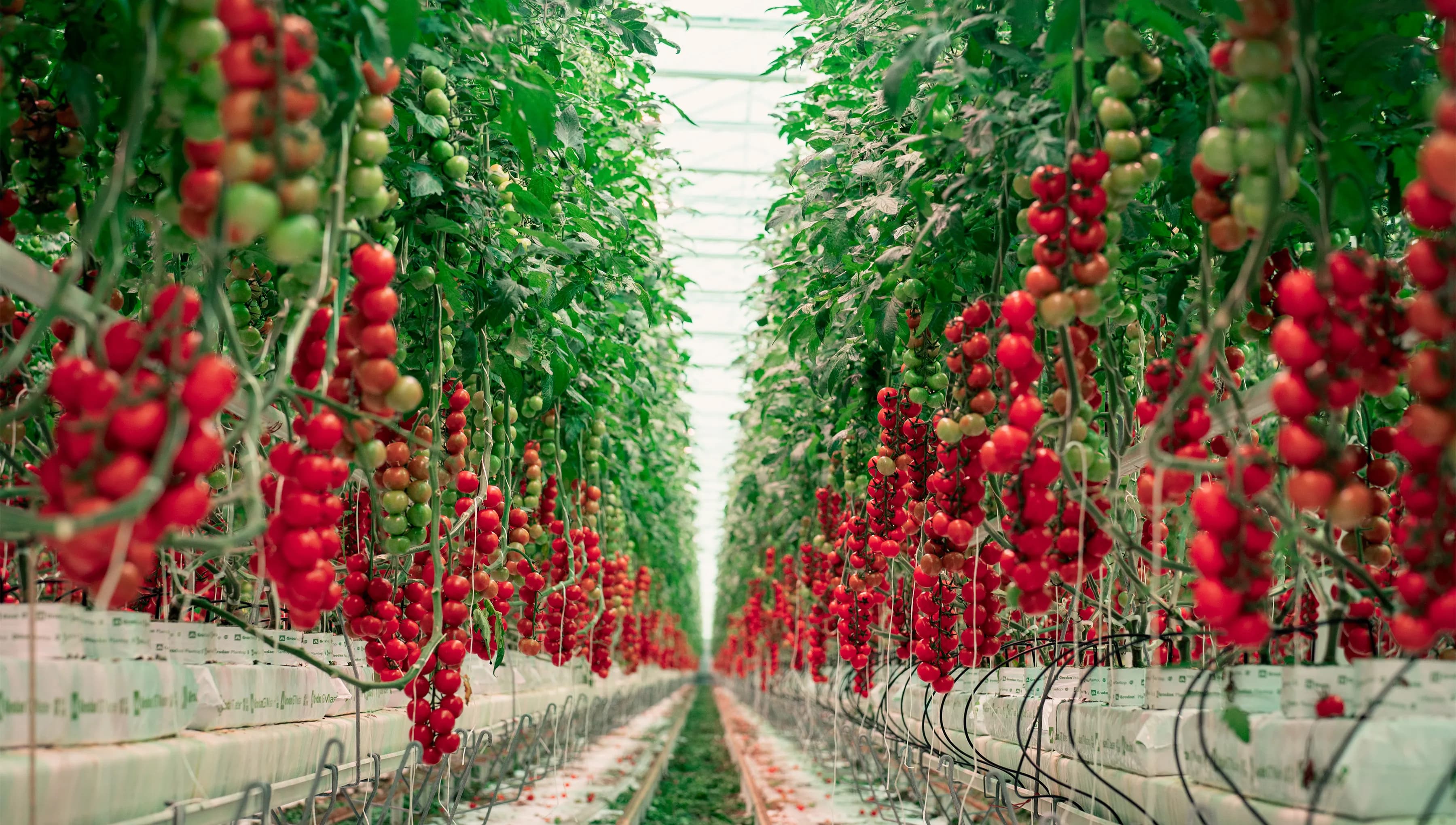 Greenhouse