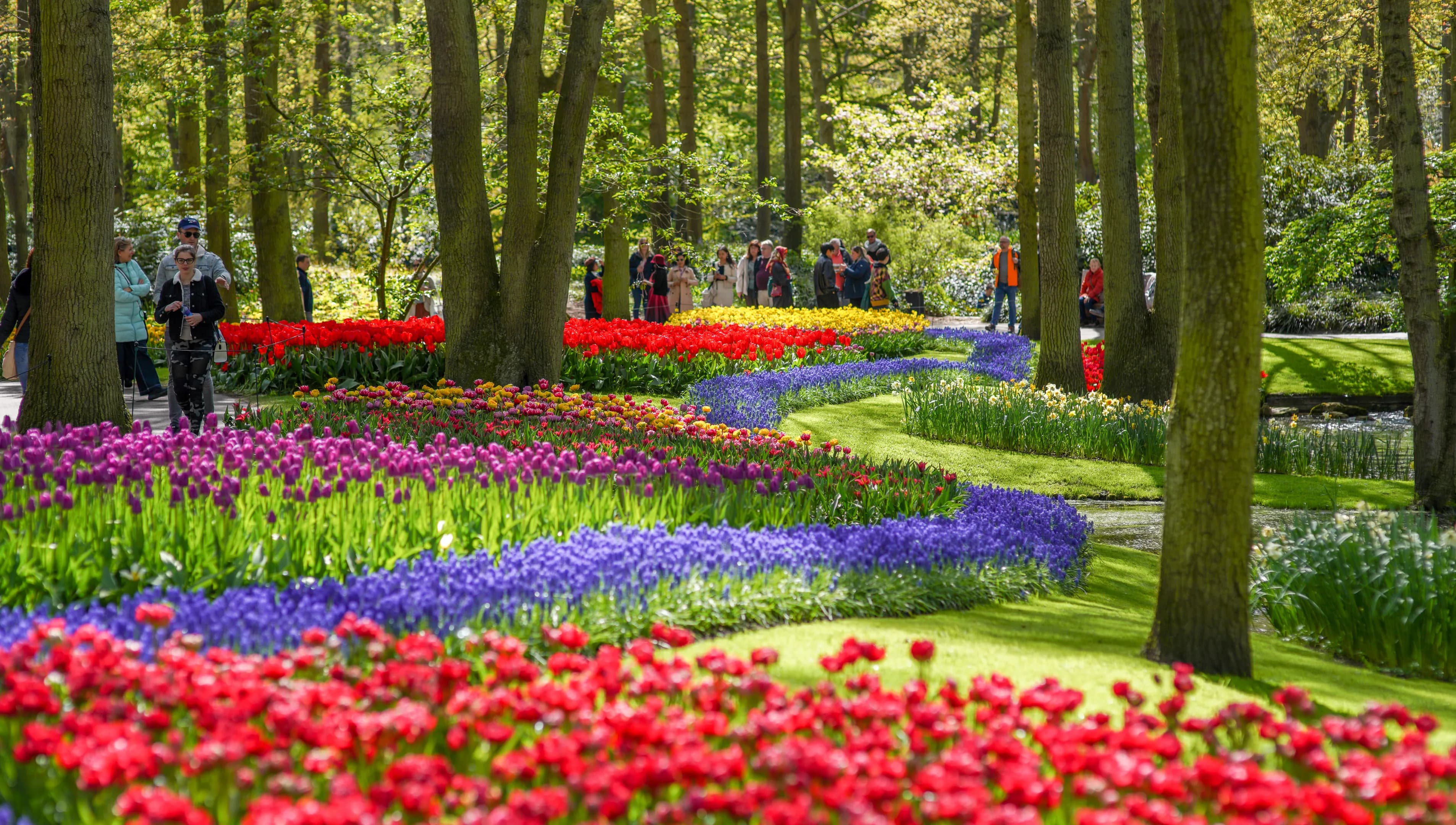 People admiring the colourful tulips in Keukenhof gardens